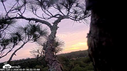 NE Florida Eagles Live Webcam - May 1, 2026, 6:33am EDT