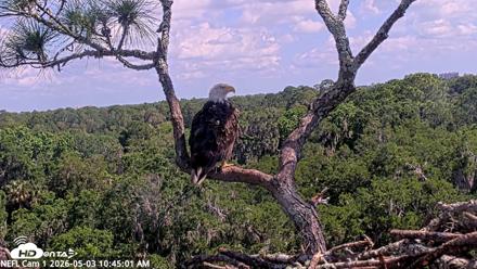 NE Florida Eagles Live Webcam - May 3, 2026, 10:46am EDT