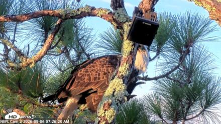 NE Florida Eagles Live Webcam - Sep 6, 2026, 7:27am EDT