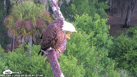 NE Florida Eagles Live Webcam - Apr 28, 2026, 6:42am EDT