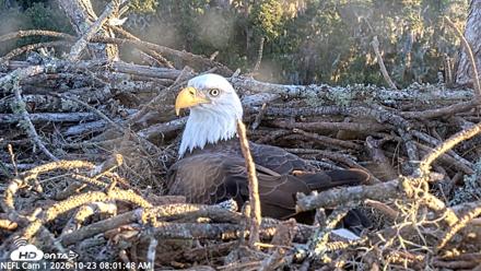 NE Florida Eagles Live Webcam - Oct 23, 2026, 8:02am EDT
