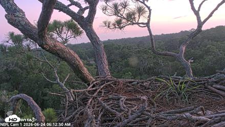 NE Florida Eagles Live Webcam - Jun 24, 2026, 6:13am EDT