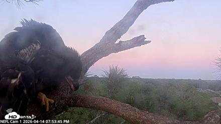 NE Florida Eagles Live Webcam - Apr 14, 2026, 7:54pm EDT