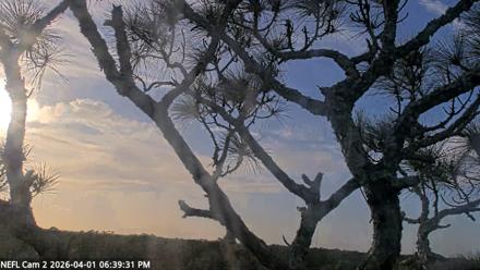 NE Florida Eagles Live Webcam - Apr 1, 2026, 6:40pm EDT
