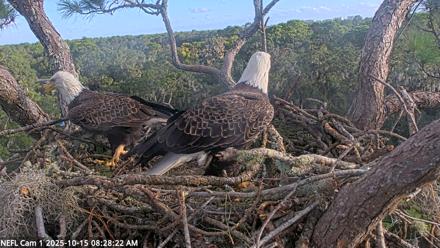 NE Florida Eagles Live Webcam - Oct 15, 2025, 8:29am EDT