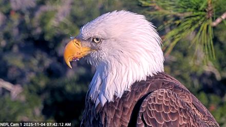 NE Florida Eagles Live Webcam - Nov 4, 2025, 7:43am EST