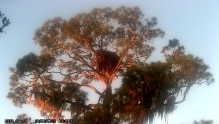 NE Florida Eagles Live Webcam - Dec 20, 2025, 7:24am EST