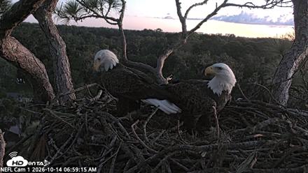 NE Florida Eagles Live Webcam - Oct 14, 2026, 7:00am EDT