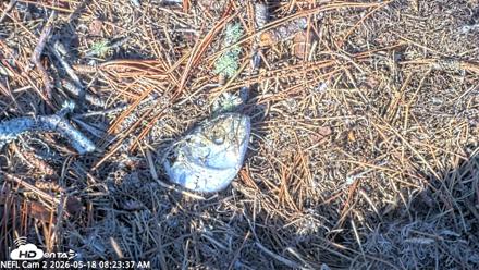 NE Florida Eagles Live Webcam - May 18, 2026, 8:24am EDT