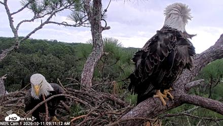 NE Florida Eagles Live Webcam - Oct 11, 2026, 9:12am EDT
