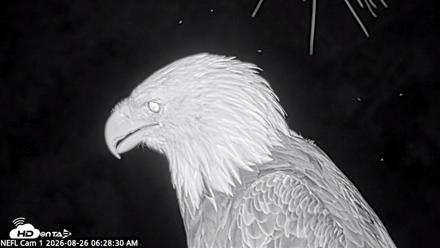 NE Florida Eagles Live Webcam - Aug 26, 2026, 6:30am EDT