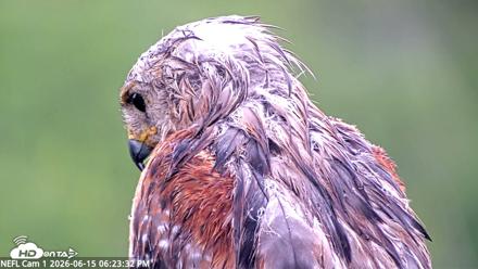 NE Florida Eagles Live Webcam - Jun 15, 2026, 6:24pm EDT