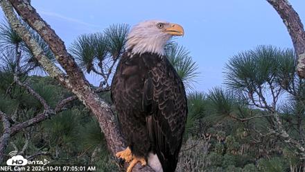 NE Florida Eagles Live Webcam - Oct 1, 2026, 7:05am EDT