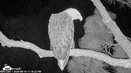 NE Florida Eagles Live Webcam - Aug 14, 2026, 11:19pm EDT