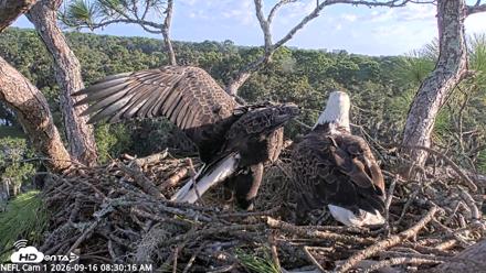 NE Florida Eagles Live Webcam - Sep 16, 2026, 8:31am EDT