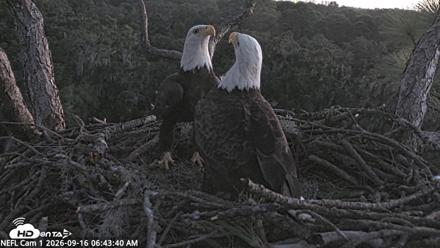 NE Florida Eagles Live Webcam - Sep 16, 2026, 6:44am EDT