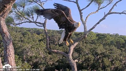 NE Florida Eagles Live Webcam - Sep 17, 2026, 9:12am EDT