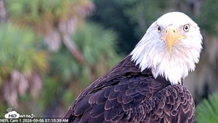 NE Florida Eagles Live Webcam - Sep 6, 2026, 7:12am EDT