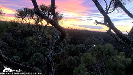 NE Florida Eagles Live Webcam - Sep 5, 2026, 7:52pm EDT