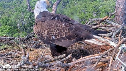 NE Florida Eagles Live Webcam - May 3, 2026, 3:54pm EDT