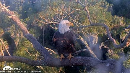 NE Florida Eagles Live Webcam - Apr 25, 2026, 7:29am EDT