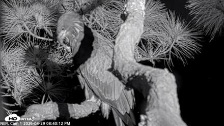 NE Florida Eagles Live Webcam - Apr 29, 2026, 8:41pm EDT