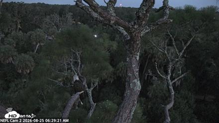 NE Florida Eagles Live Webcam - Aug 25, 2026, 6:30am EDT