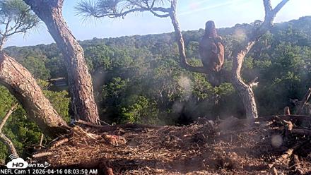 NE Florida Eagles Live Webcam - Apr 16, 2026, 8:04am EDT