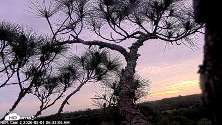NE Florida Eagles Live Webcam - May 1, 2026, 6:34am EDT