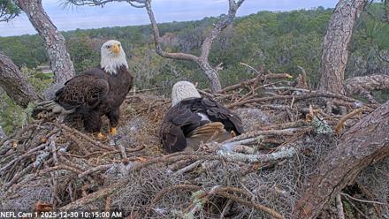 NE Florida Eagles Live Webcam - Dec 30, 2025, 10:15am EST