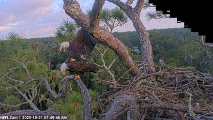 NE Florida Eagles Live Webcam - Oct 21, 2025, 7:50am EDT