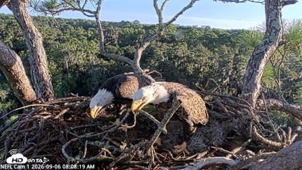 NE Florida Eagles Live Webcam - Sep 6, 2026, 8:09am EDT