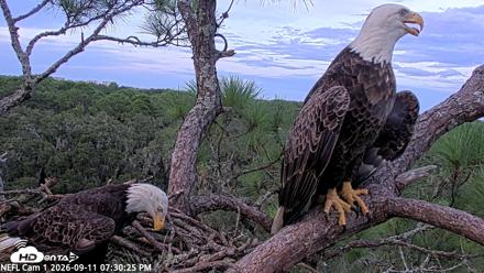 NE Florida Eagles Live Webcam - Sep 11, 2026, 7:31pm EDT