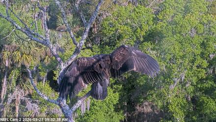NE Florida Eagles Live Webcam - Mar 27, 2026, 9:33am EDT