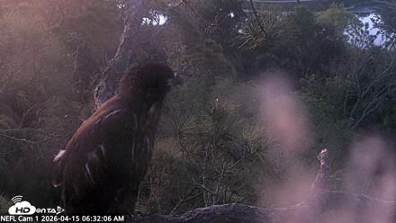 NE Florida Eagles Live Webcam - Apr 15, 2026, 6:32am EDT