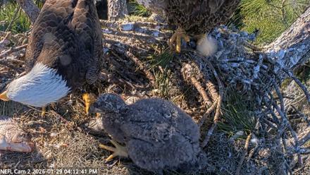 NE Florida Eagles Live Webcam - Jan 29, 2026, 4:13pm EST