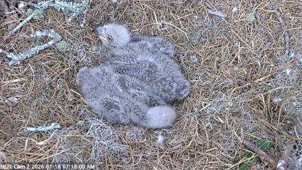 NE Florida Eagles Live Webcam - Jan 18, 2026, 7:19am EST