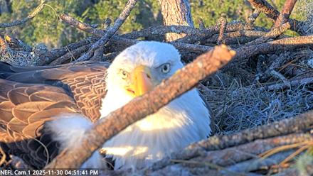 NE Florida Eagles Live Webcam - Nov 30, 2025, 4:52pm EST