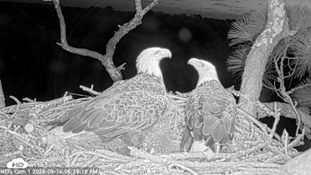 NE Florida Eagles Live Webcam - Sep 16, 2026, 6:40am EDT