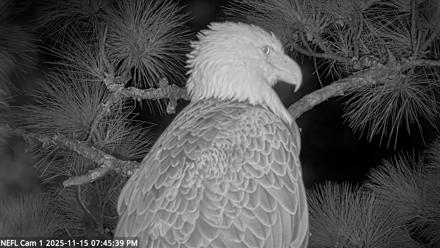NE Florida Eagles Live Webcam - Nov 15, 2025, 7:46pm EST