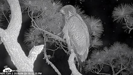 NE Florida Eagles Live Webcam - Apr 29, 2026, 10:13pm EDT