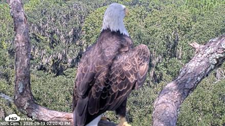 NE Florida Eagles Live Webcam - Sep 13, 2026, 2:21pm EDT