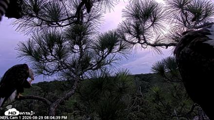 NE Florida Eagles Live Webcam - Aug 29, 2026, 8:05pm EDT