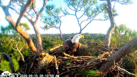 NE Florida Eagles Live Webcam - Sep 15, 2026, 8:12am EDT