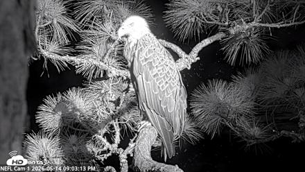 NE Florida Eagles Live Webcam - May 14, 2026, 9:04pm EDT