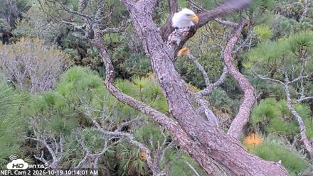 NE Florida Eagles Live Webcam - Oct 19, 2026, 10:15am EDT
