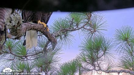 NE Florida Eagles Live Webcam - Aug 19, 2026, 7:57pm EDT