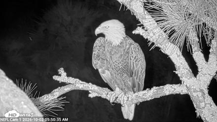 NE Florida Eagles Live Webcam - Oct 2, 2026, 5:51am EDT