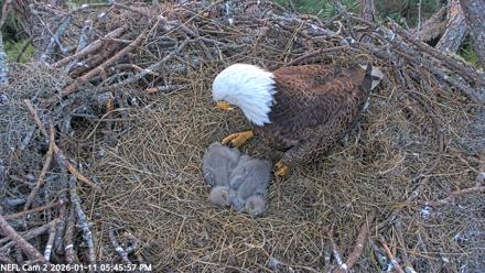 NE Florida Eagles Live Webcam - Jan 11, 2026, 5:46pm EST