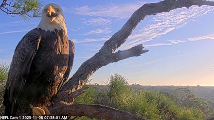 NE Florida Eagles Live Webcam - Nov 8, 2025, 7:39am EST